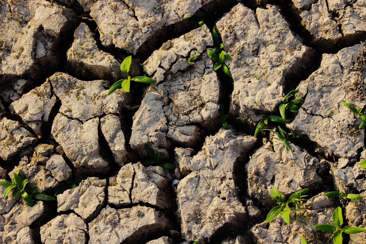 Microscopic Soil Helpers Give Crops a Natural Shield Against Salty Soil