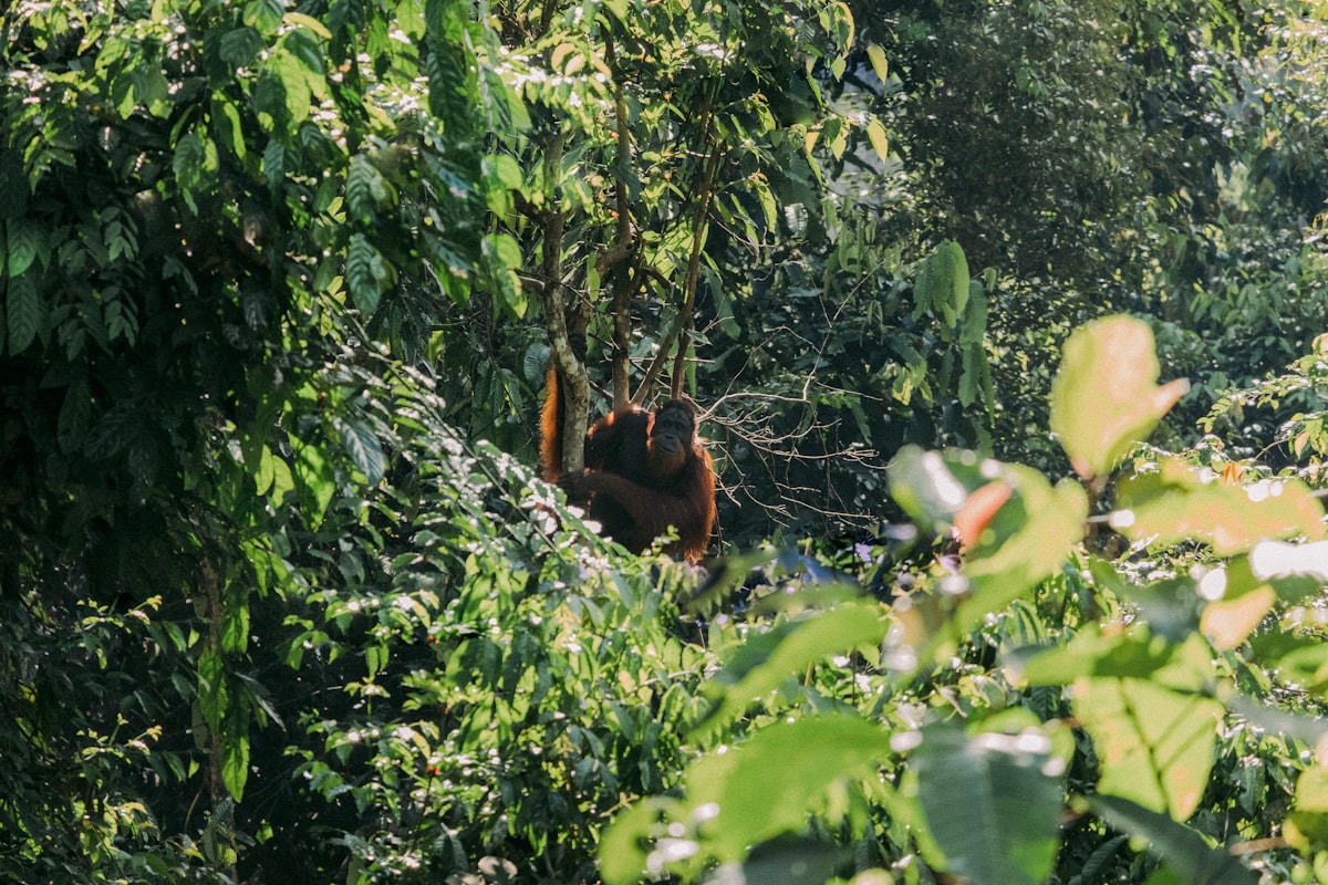 Celebrating Progress: Positive Updates on Wildlife Protection, Technology, and Rainforest Conservation