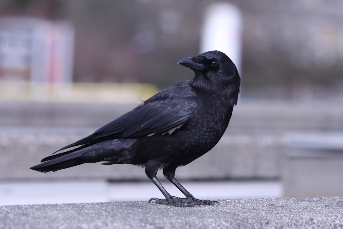 Rescued Young Jackdaw Finds an Unexpected Mentor in a Generous Older Crow