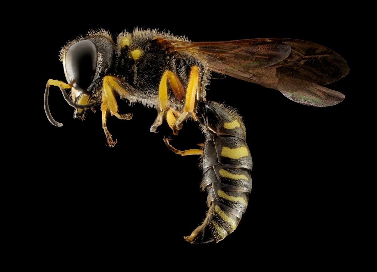 Fossil discovery reveals ancient bees creatively recycled animal bones for nesting 20,000 years ago
