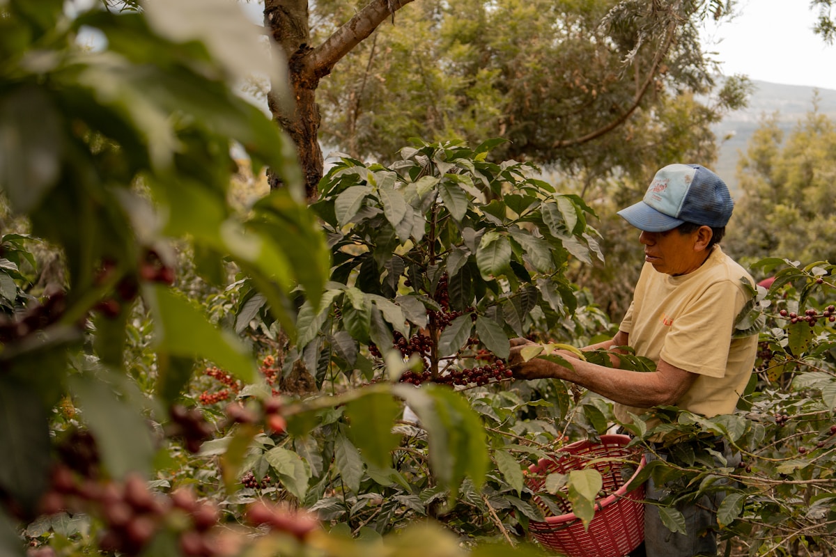 How Regenerative Farming is Helping Ugandan Coffee Crops Thrive Through Drought