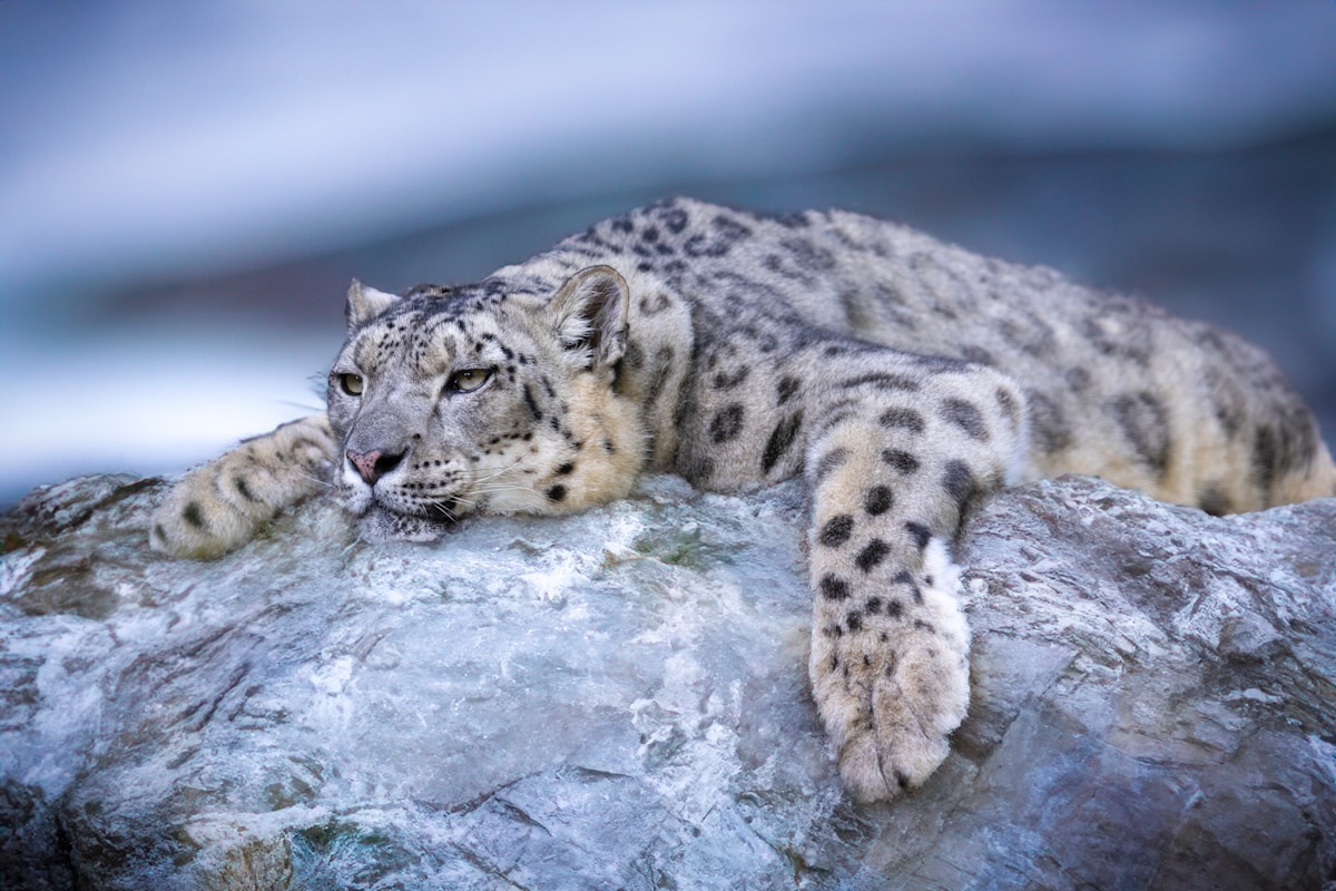 Rare 'Ghost of the Mountains' Snow Leopards Captured in Remarkable New Trail Camera Footage