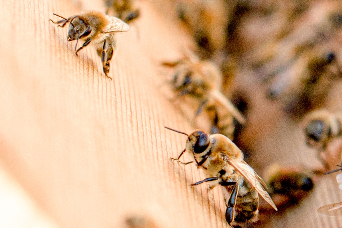 Empowered by Education, Oregon Communities Achieve Five Years of Zero Pesticide-Related Bee Deaths
