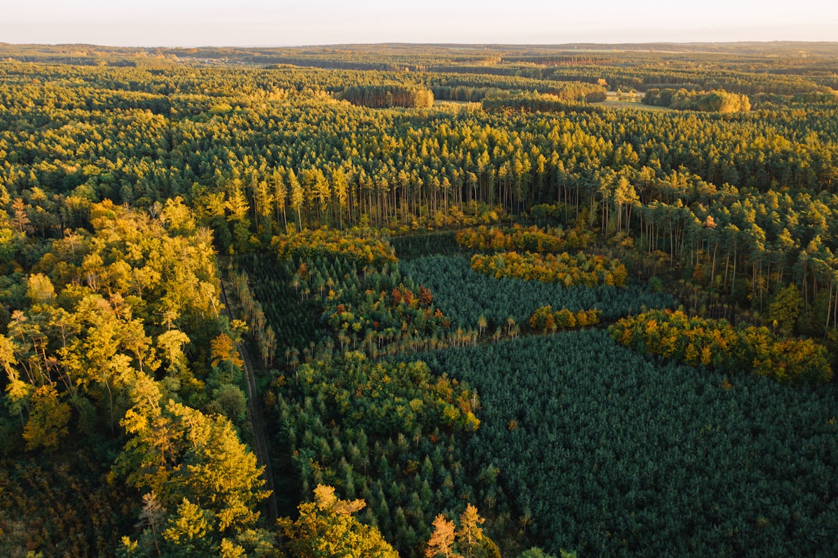 Global Progress Highlights: Major Forest Recovery, Cancer Screening Breakthroughs, and European Climate Gains