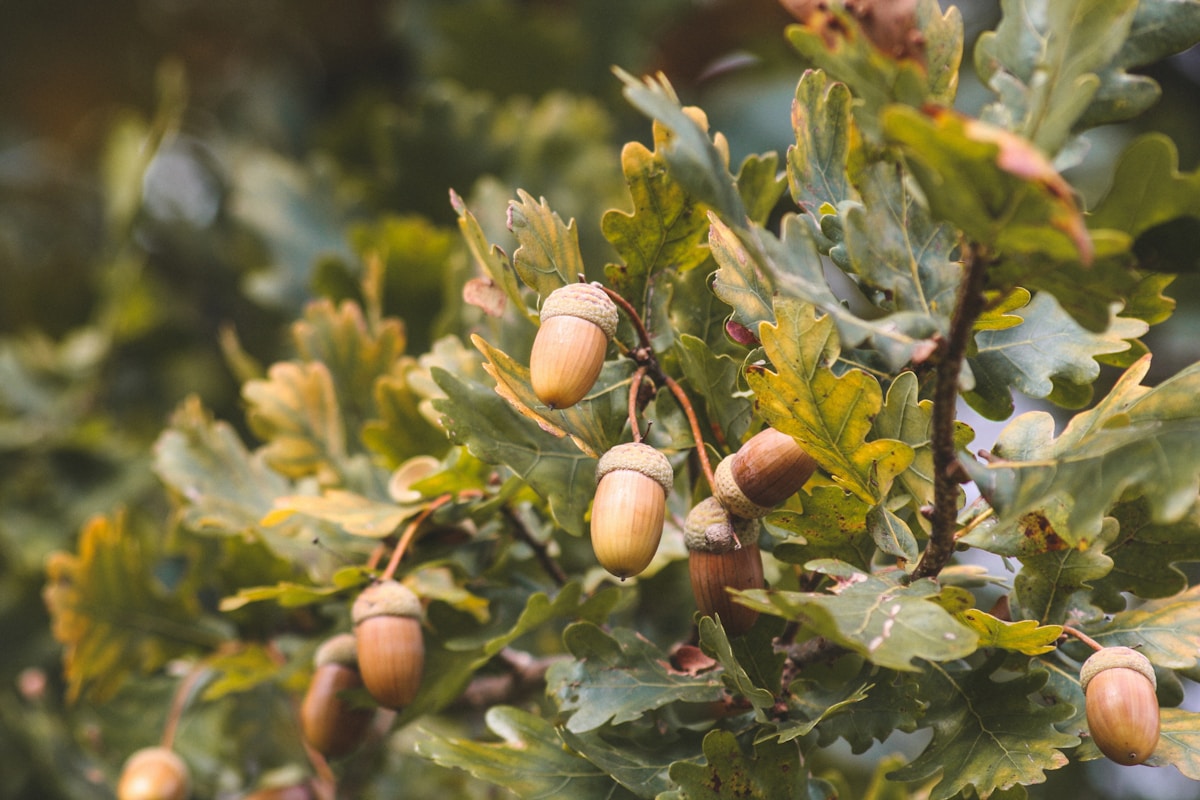 Oak Trees Continue Trapping Carbon Long After Seasonal Growth Ends, Offering New Hope for Forest Climate Models