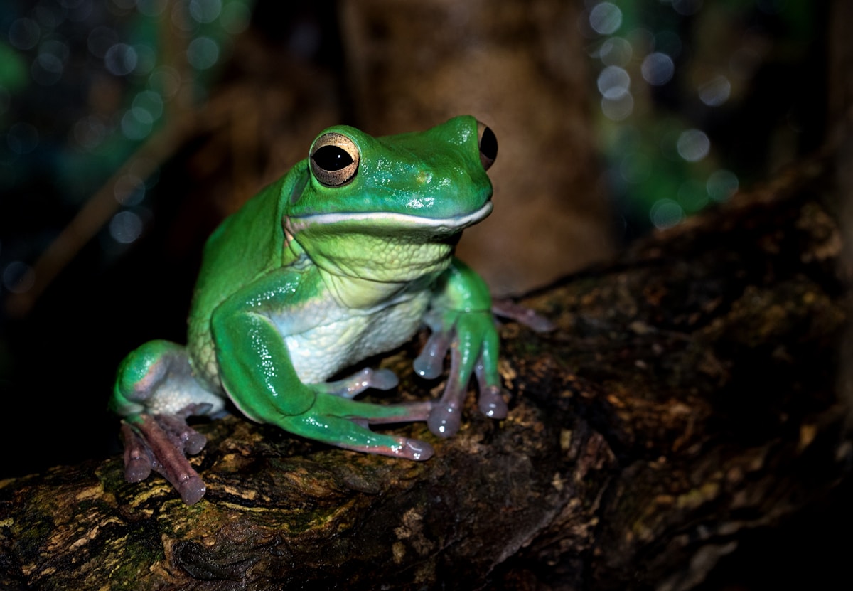Naturally-Occurring Frog Bacteria Eliminates Cancer Tumors in Lab Studies