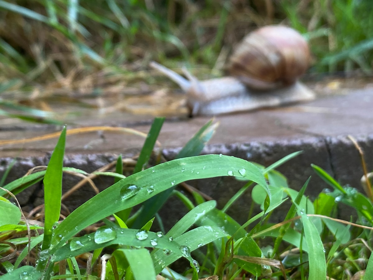 Snail Recovery and Wildlife Milestones Lead This Week’s Most Uplifting Stories