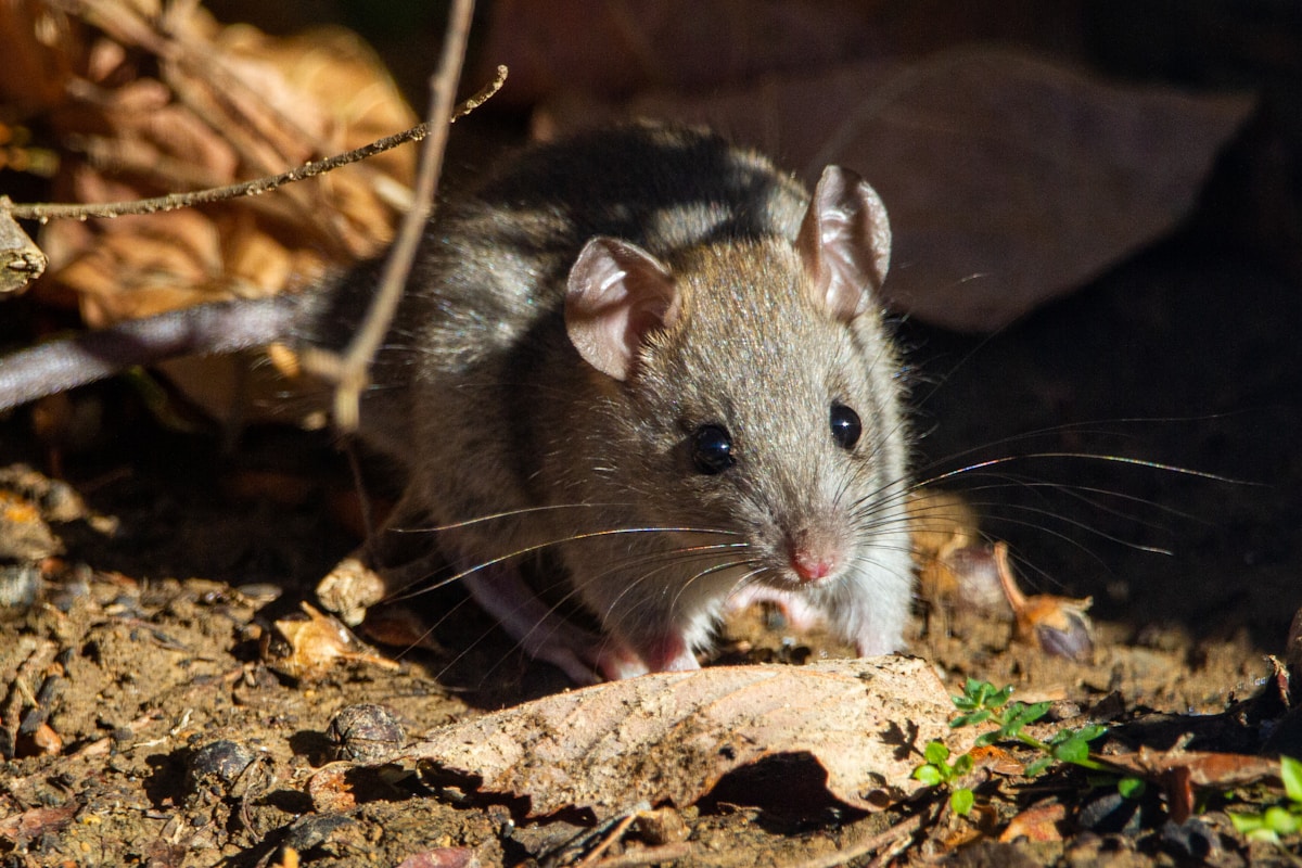 Desert Mouse with Extraordinary Lifespan Offers New Clues for Healthy Human Aging