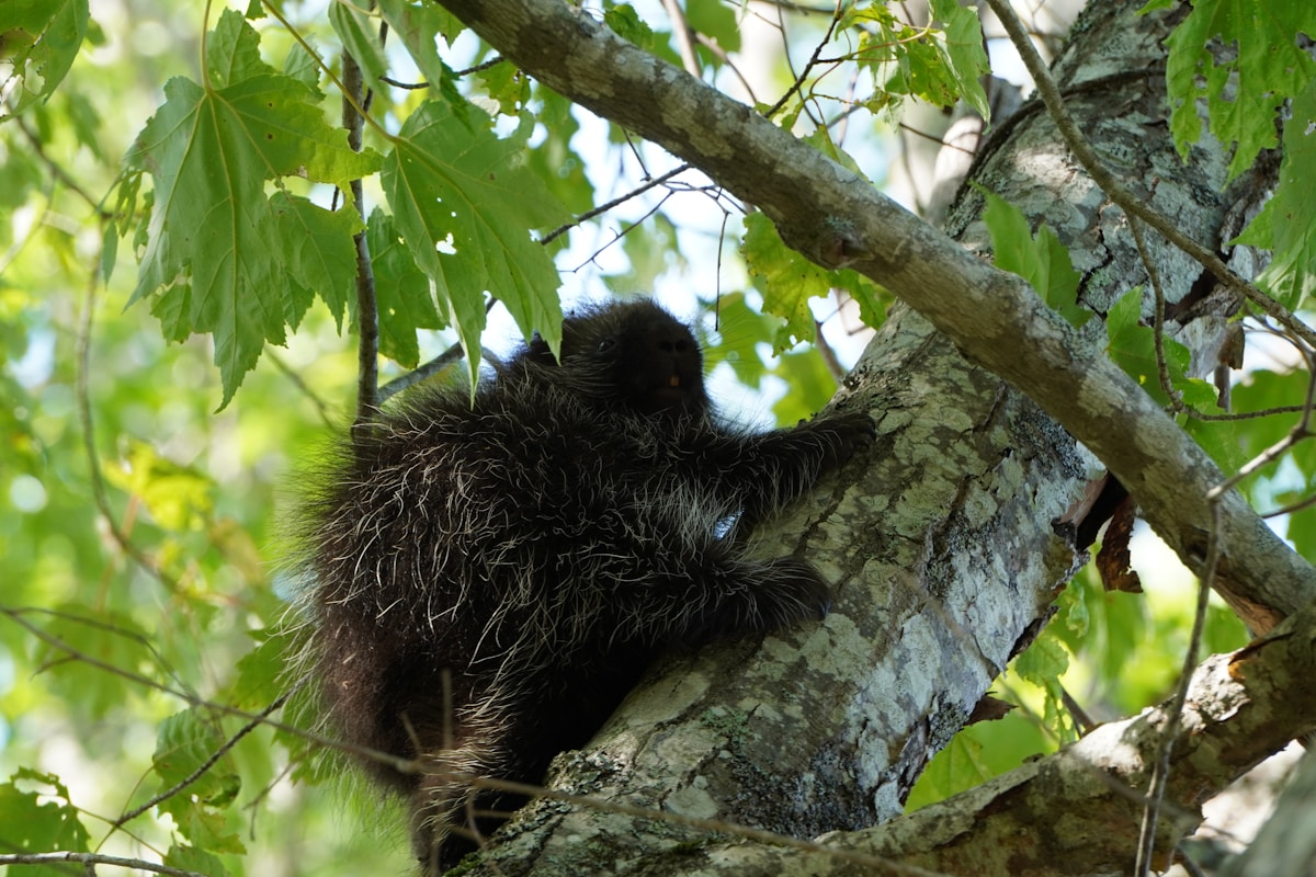 Injured Baby Sloth Bear Recovering Safely After Forest Rescue