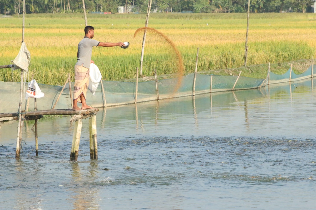 A Simple Solution in the Paddy: How Raising Fish with Rice Fights Disease and Increases Yields