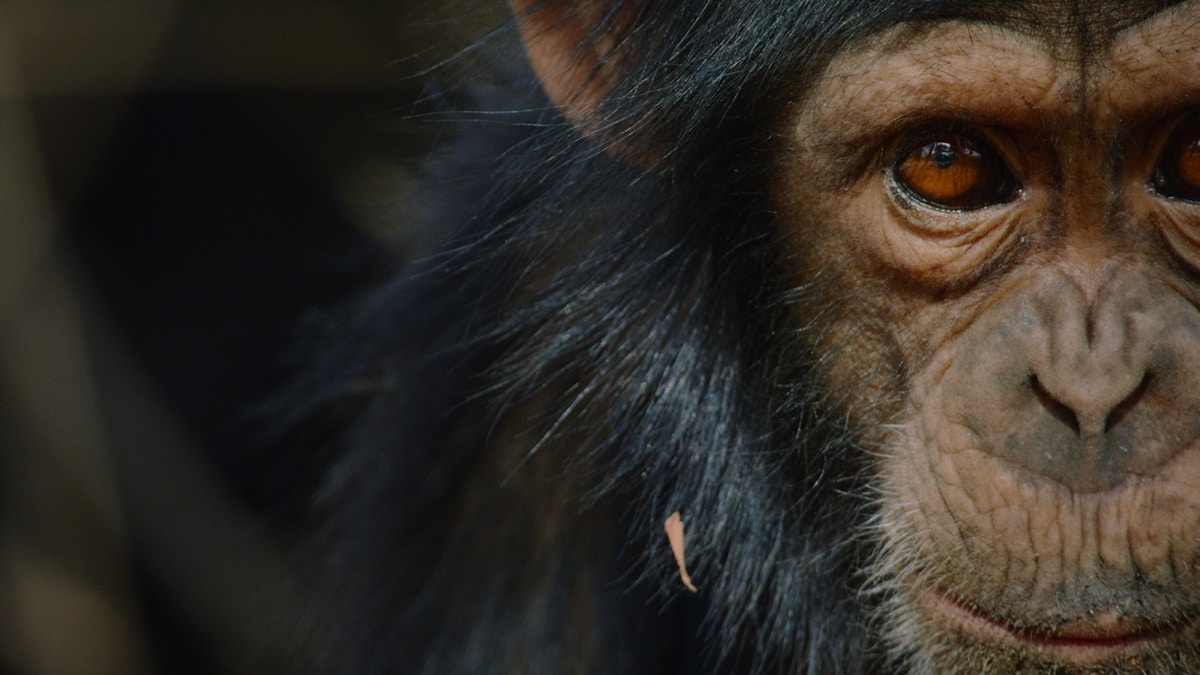A Shared Wonder: How Our Ancient Fascination with Crystals Bridges the Gap Between Humans and Chimpanzees