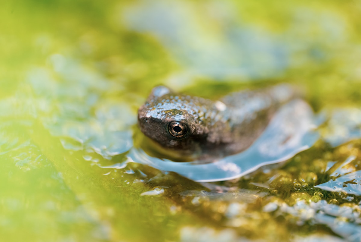 How tiny tadpoles are quietly building defenses to beat a global amphibian threat