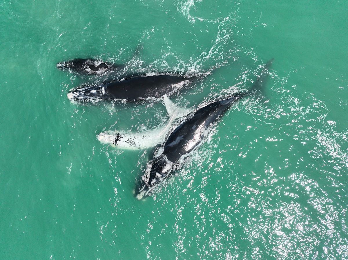 Humpback Whales Make a Magnificent Comeback in Brazil as Populations Grow 27-Fold