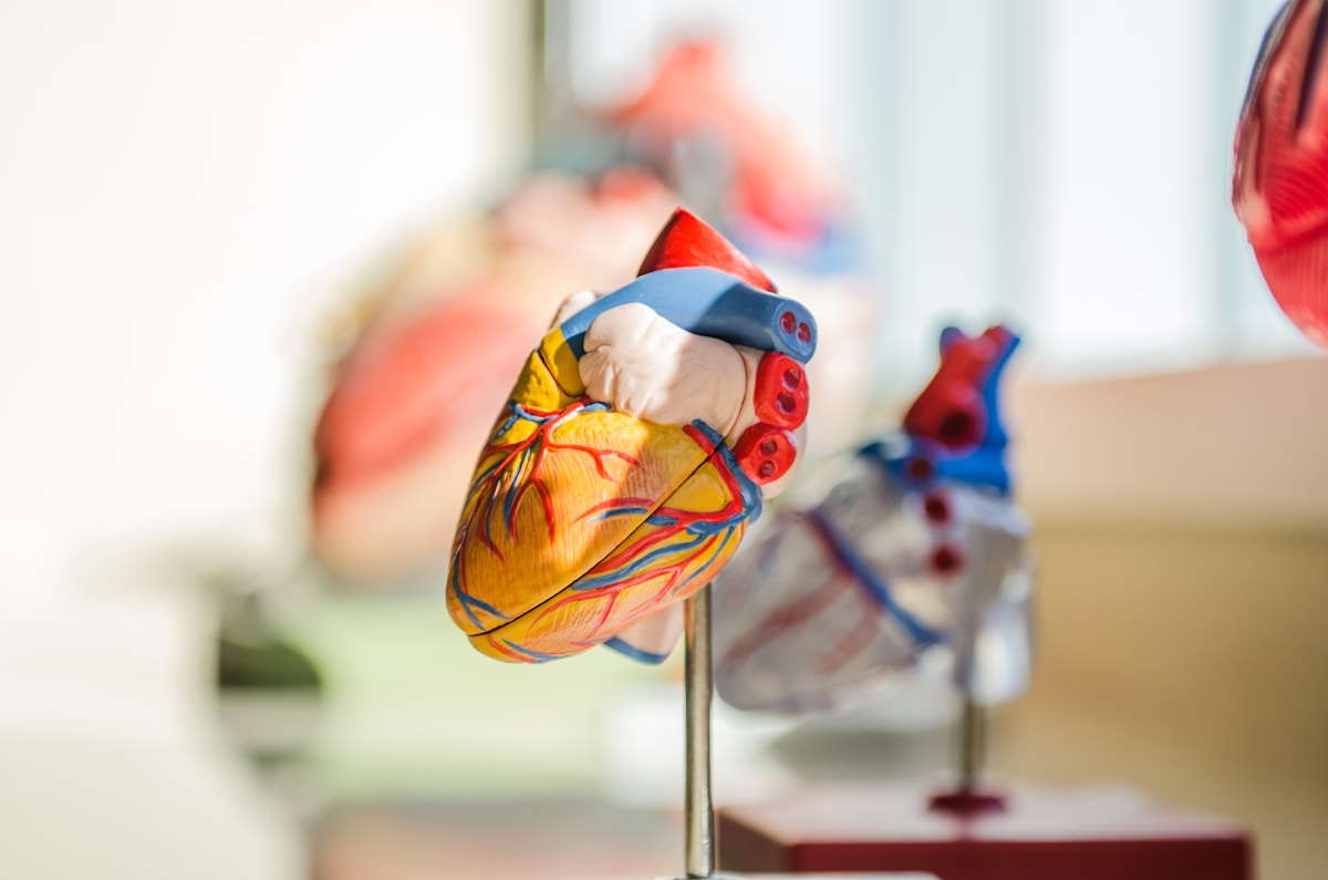 How Physical Activity Rewires Heart Nerves to Inspire Personalized Cardiac Care
