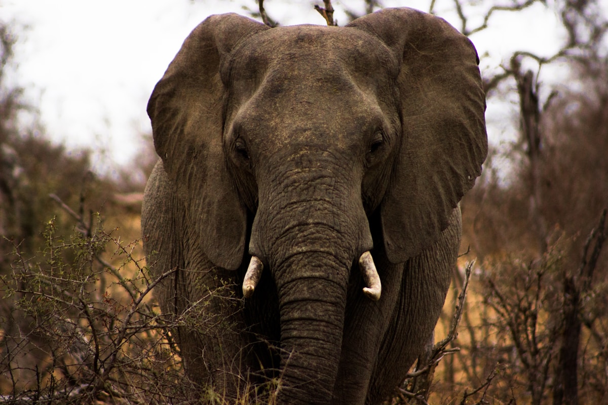 How Forensic Science is Becoming a Powerful New Tool Against Wildlife Poachers