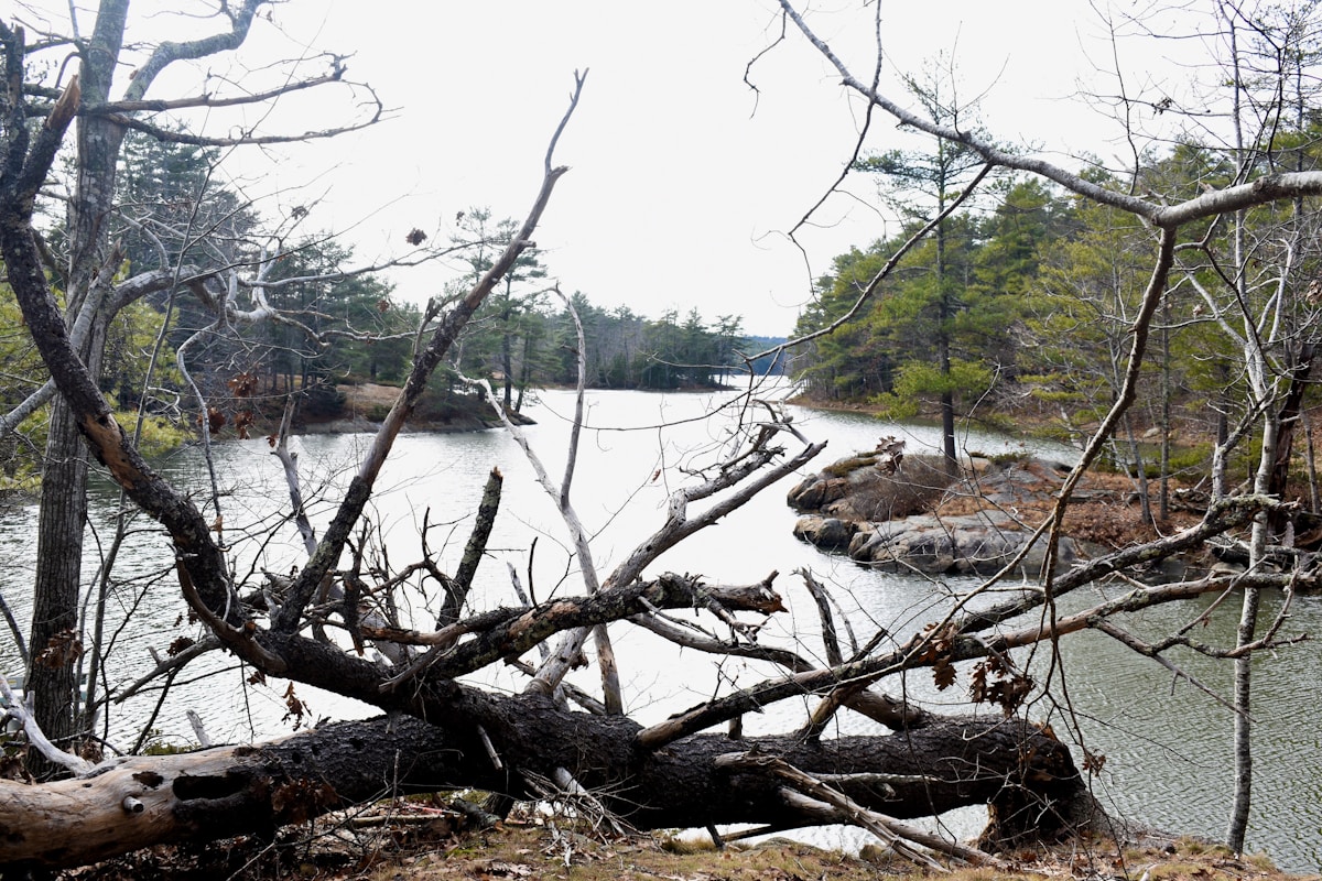Maine Rivers See Historic Revival as Over 20 Million River Herring Return After Dam Removals