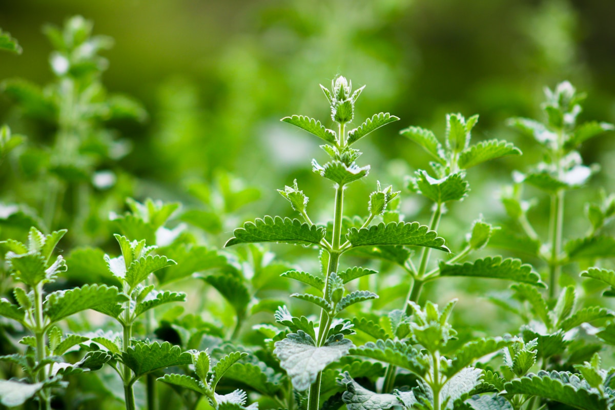 Natural Catnip Lotion Matches DEET in Repelling Mosquitoes, Offering Low-Cost Malaria Protection