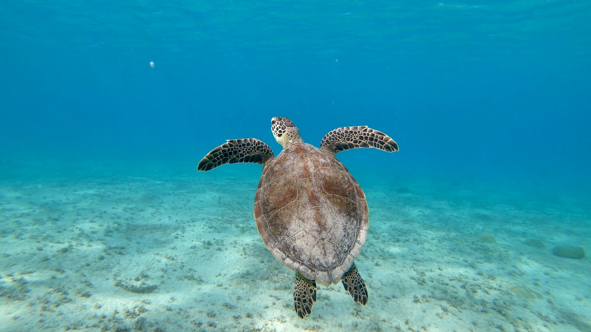 Rescued Sea Turtle Makes Miraculous Recovery After Five Months of Dedicated Care