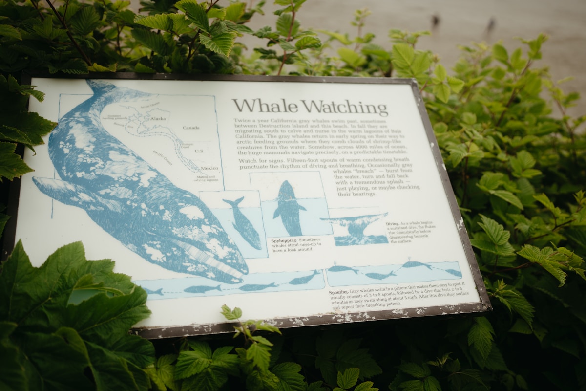 Whale Populations Show Signs of Recovery Along Africa's Atlantic Coast