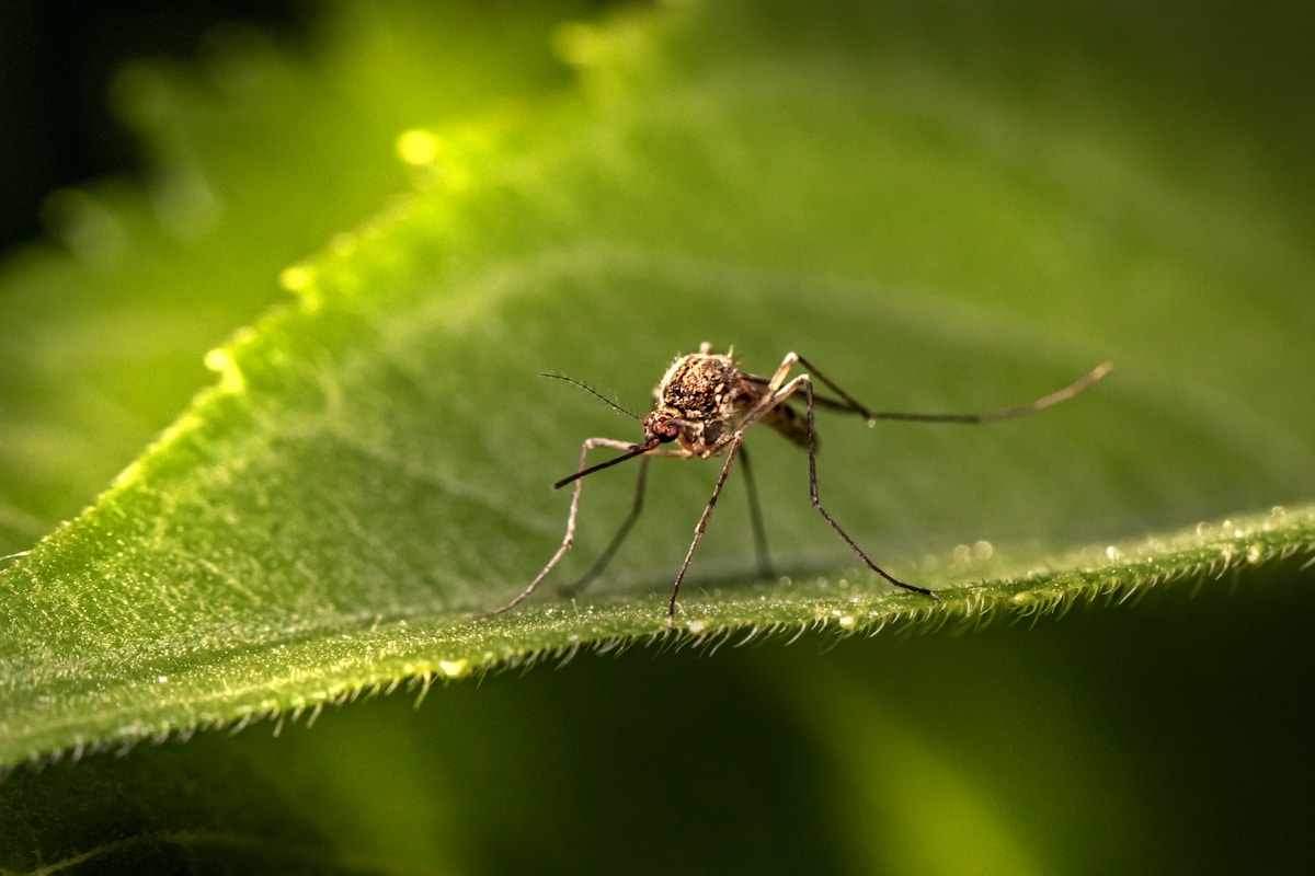 A Triple Win for Conservation and Health: New Strides in Vaccine Development, Mosquito Control, and Red Wolf Protection