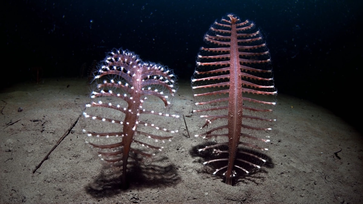 Ancient Sea Worm's 'Bio-Metal' Jaws Inspire Next Generation of Materials Science