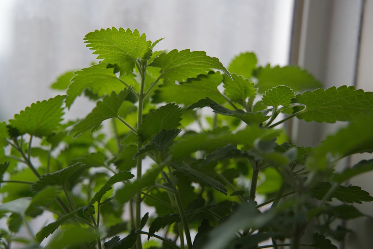 Homegrown catnip lotion offers safe, affordable mosquito protection in Uganda trials