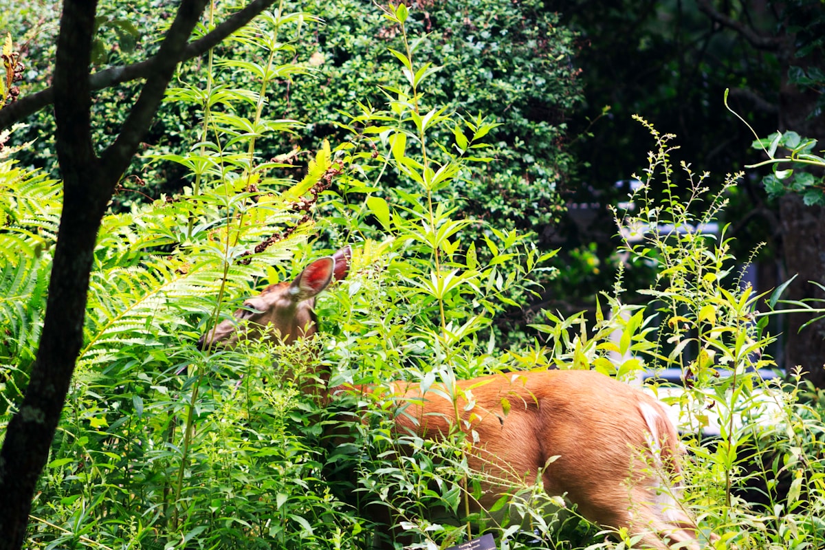 Wild Red Wolf Pups Take First Steps in North Carolina, Bringing New Hope for the Species