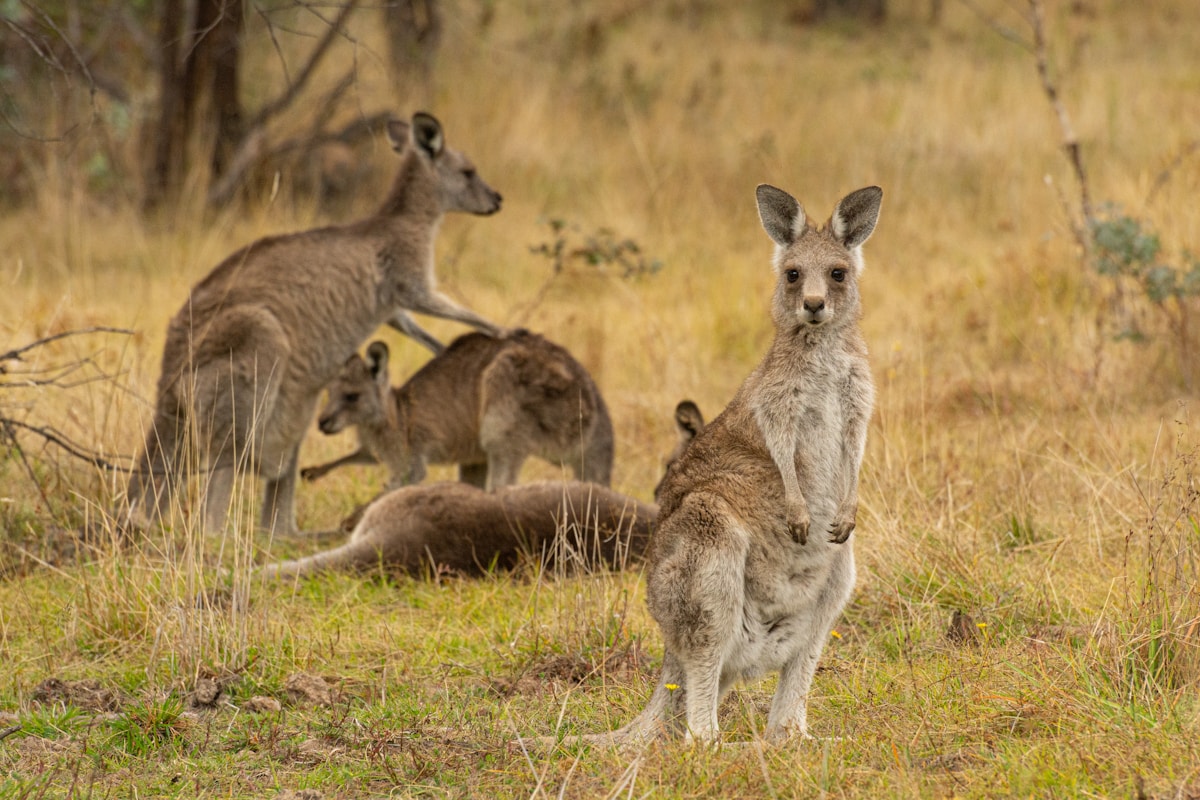 A New Branch on the Family Tree: Fossil Discovery Reveals a Richer History of Australian Marsupials