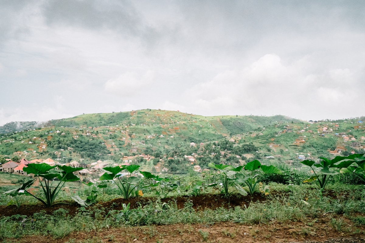 Sowing Seeds of Hope: How Sustainable Farming is Empowering Amputees in Sierra Leone