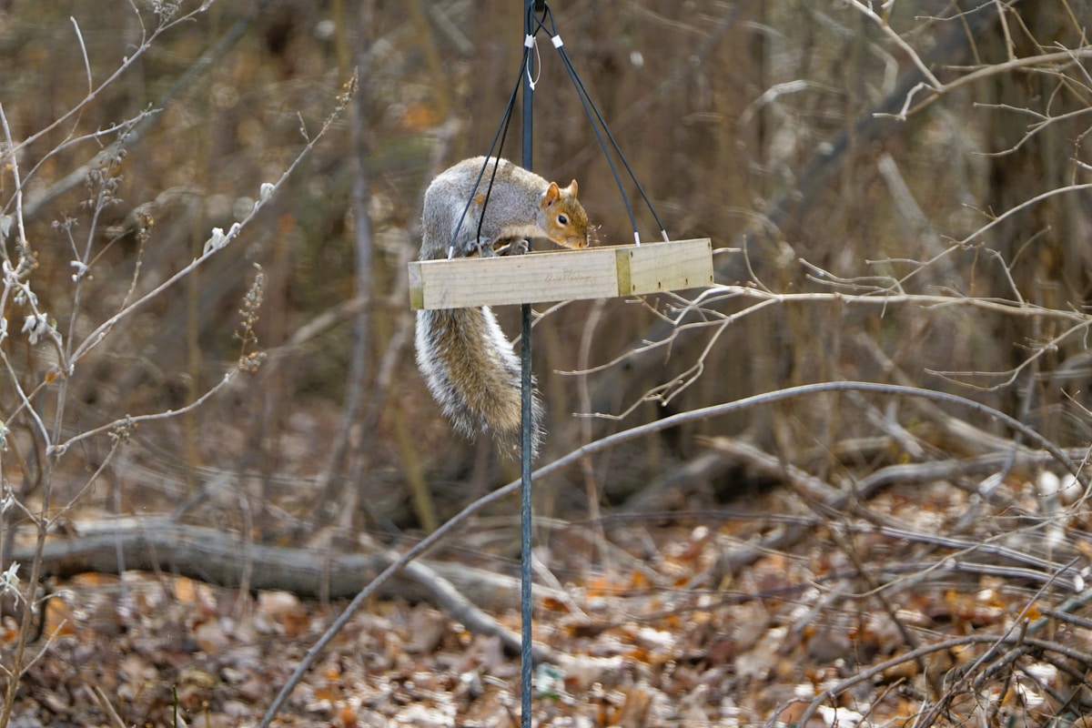 How a Pioneering Overhead Bridge is Helping One City Keep Its Squirrels Safe