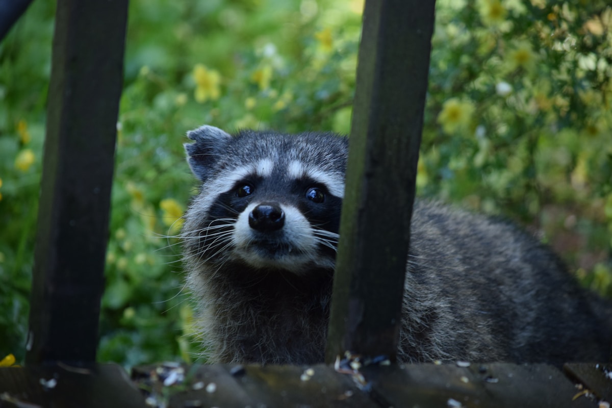 Seattle artist transforms viral raccoon fame into a $12,000 boost for local food bank