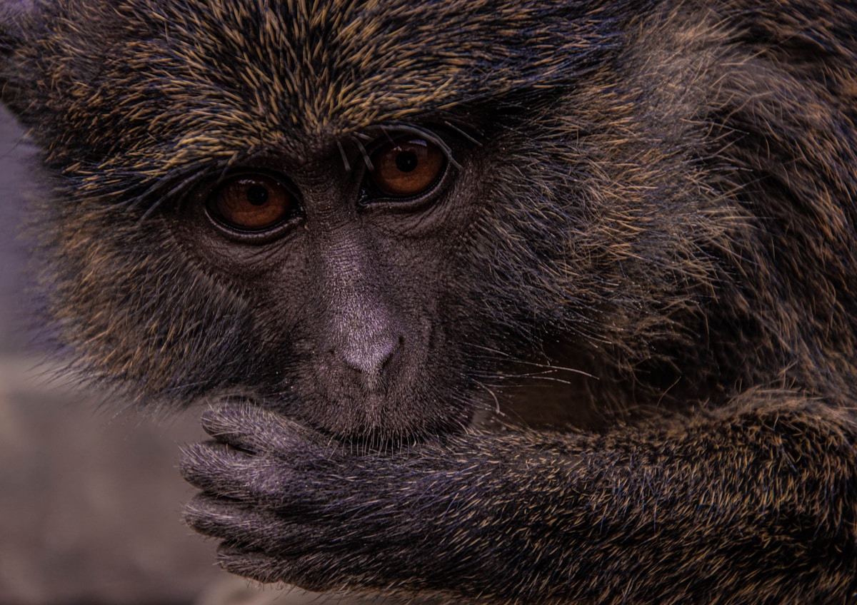 Rare New Species of Monkey Discovered in the Democratic Republic of Congo