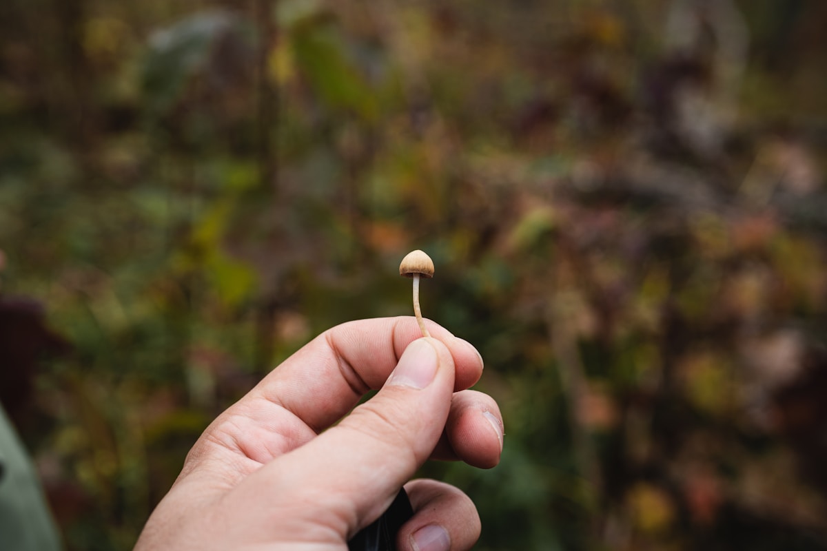 A Single Dose of Psilocybin Can Foster Positive Brain Changes and Well-Being for Weeks