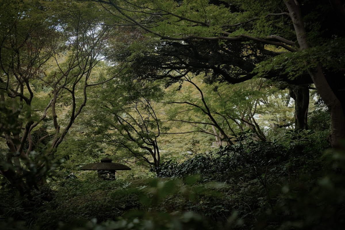 In Japan, Expert Arborists Offer a Second Chance for Historic Trees Facing Development