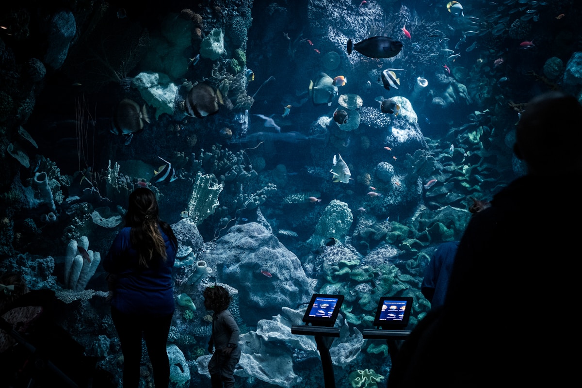 Shedd Aquarium Welcomes Four Rescued Beluga Whales from Closed Canadian Park