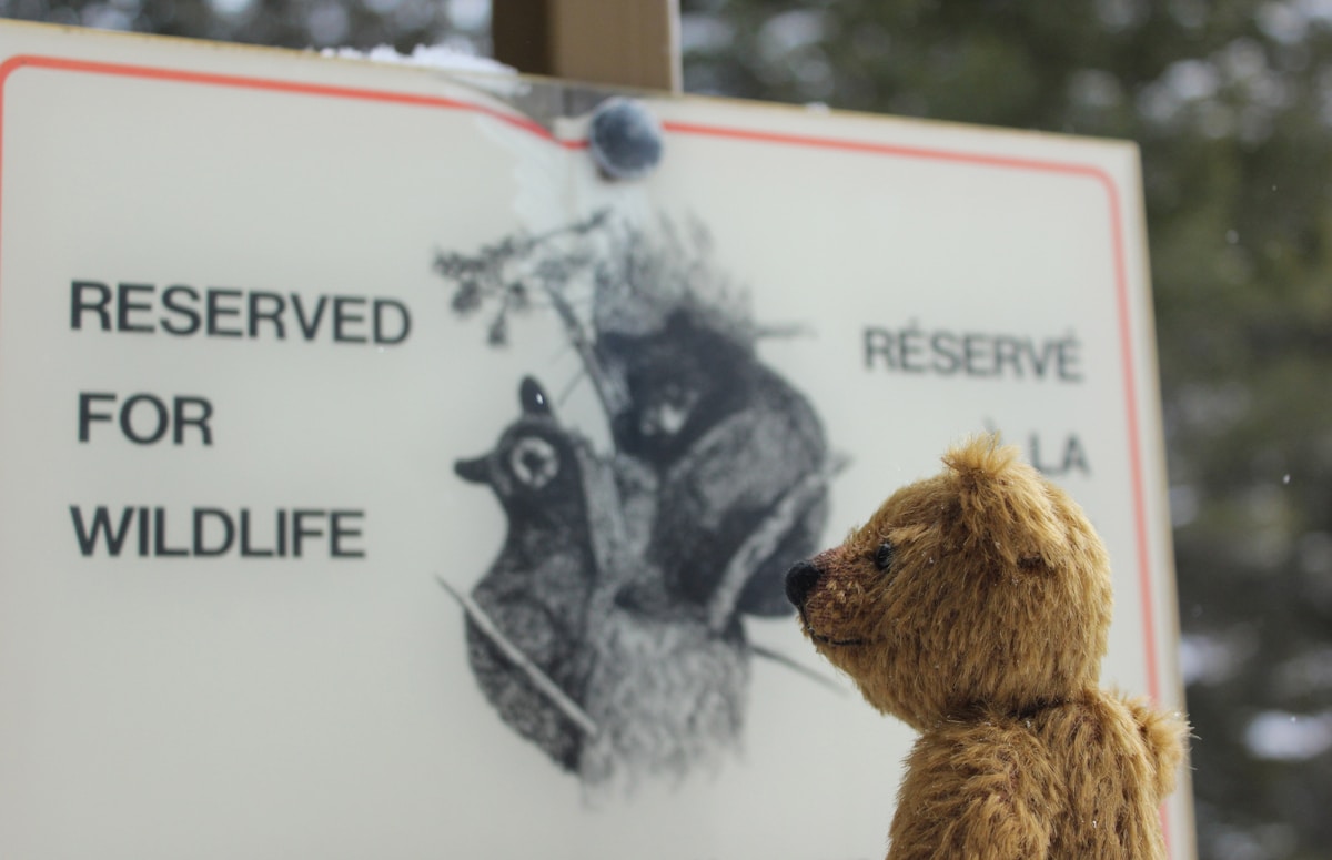 From Wildlife Recoveries to Conservation Wins, Nature is Bouncing Back