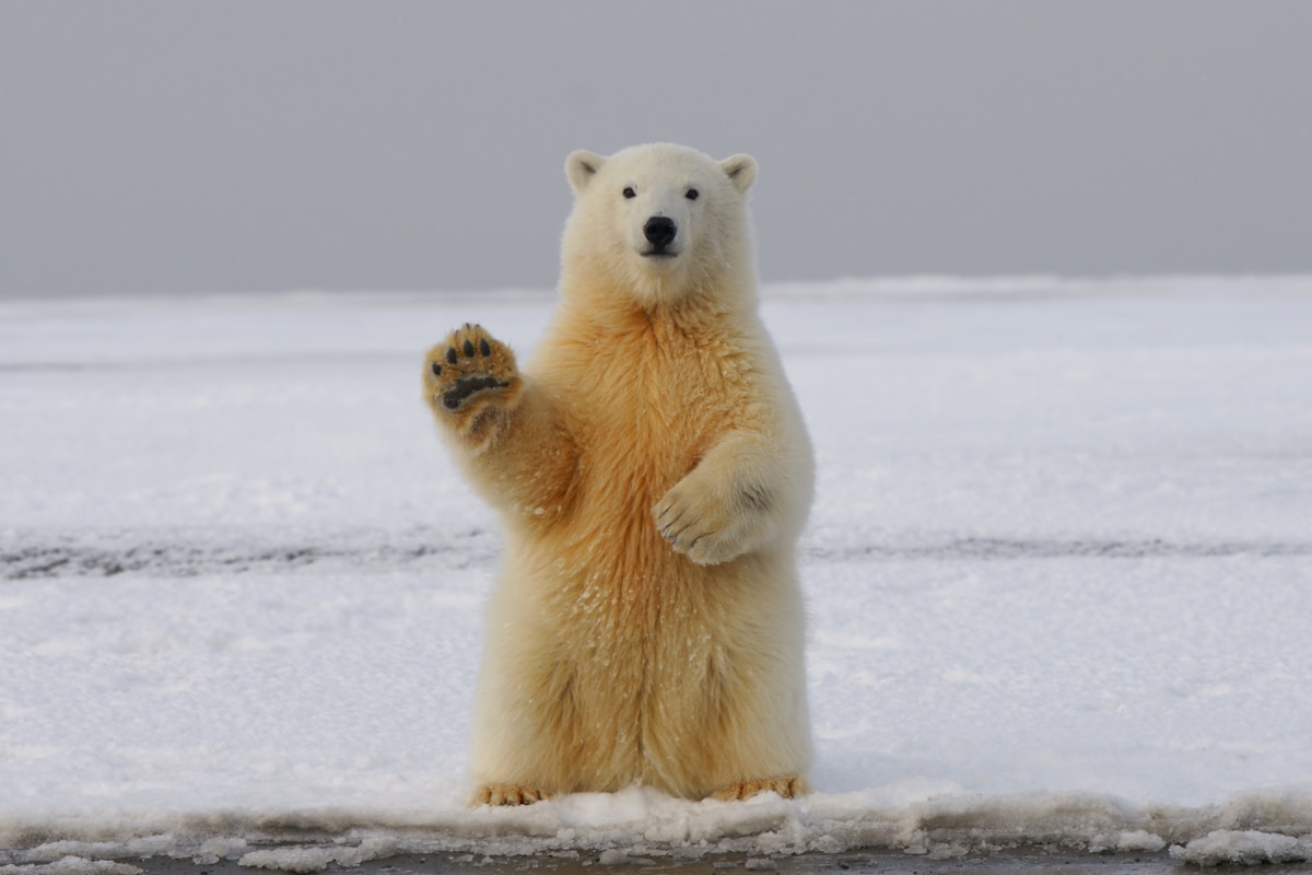Innovative AI Radar System Keeps Arctic Communities and Polar Bears Safe