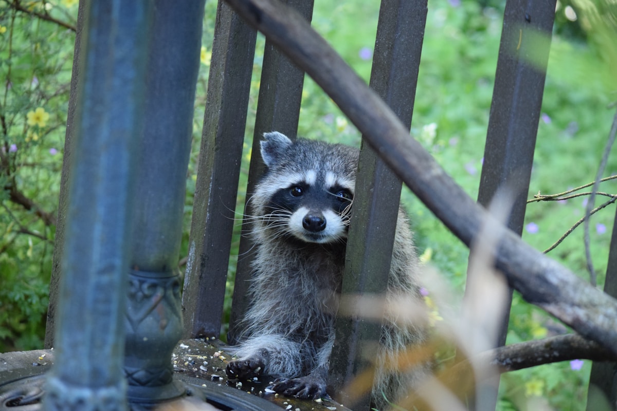 How a Mother’s Care and an Extraordinary Brain Helped One Resilient Raccoon Defy the Odds