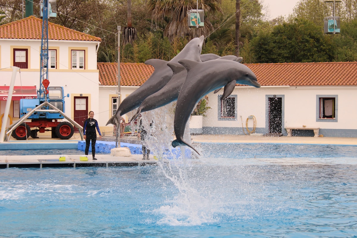 Portugal's Last Circus Elephant Retires to Expansive New 1,000-Acre Sanctuary