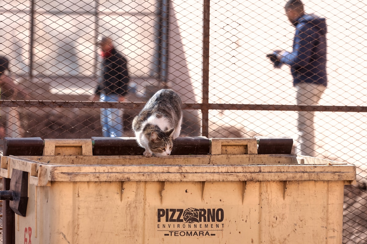 Volunteers Searching for Salvaged Pet Food Rescue Abandoned Animal From Dumpster