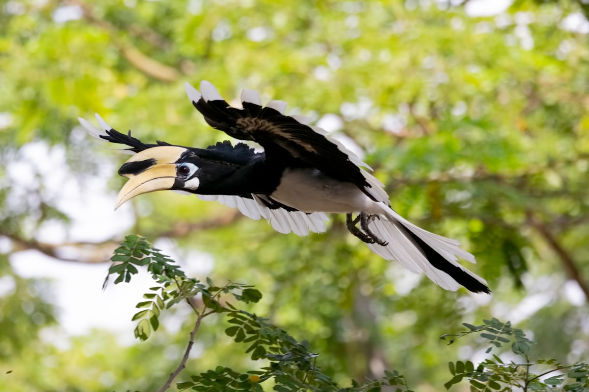 Indian Grey Hornbills Make a Triumphant Return to Gujarat After Decades of Absence