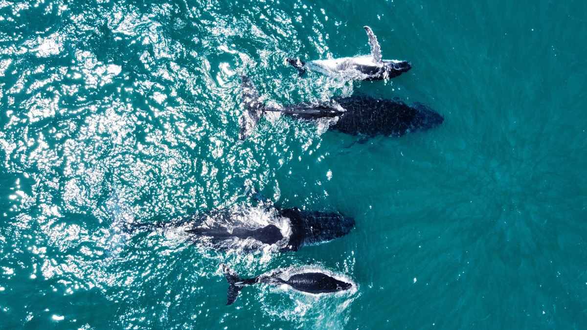Quick-Thinking Whale Watchers Help Rescue Entangled Humpback Off the Coast