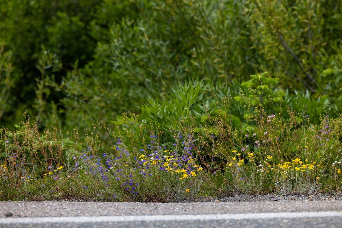 Roadside Wildflowers Are Creating a New Safe Passage for Monarch Butterflies