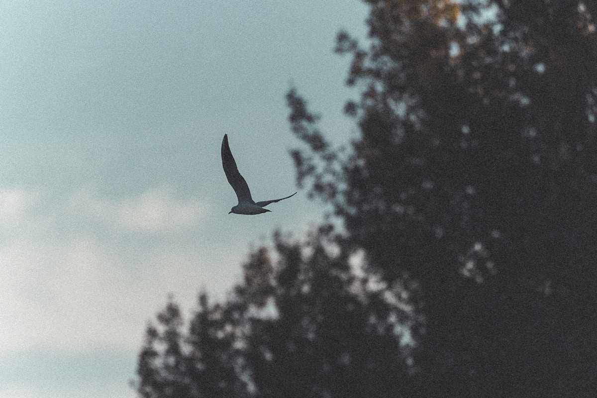 Serbia’s National Bird Soars to New Heights with Record-Breaking Nesting Season