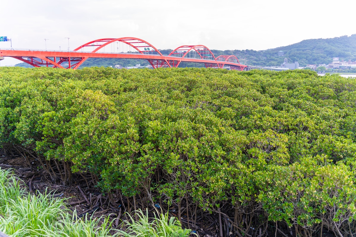 Simple Bamboo Bridges Built by Volunteers Help Double Migratory Crab Populations in Taiwan