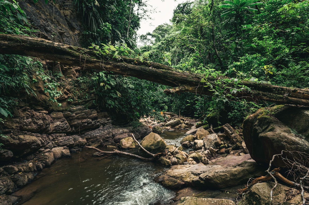 Clever Rope Canopy Bridges Protect Amazon Wildlife with Over 15,000 Safe Crossings
