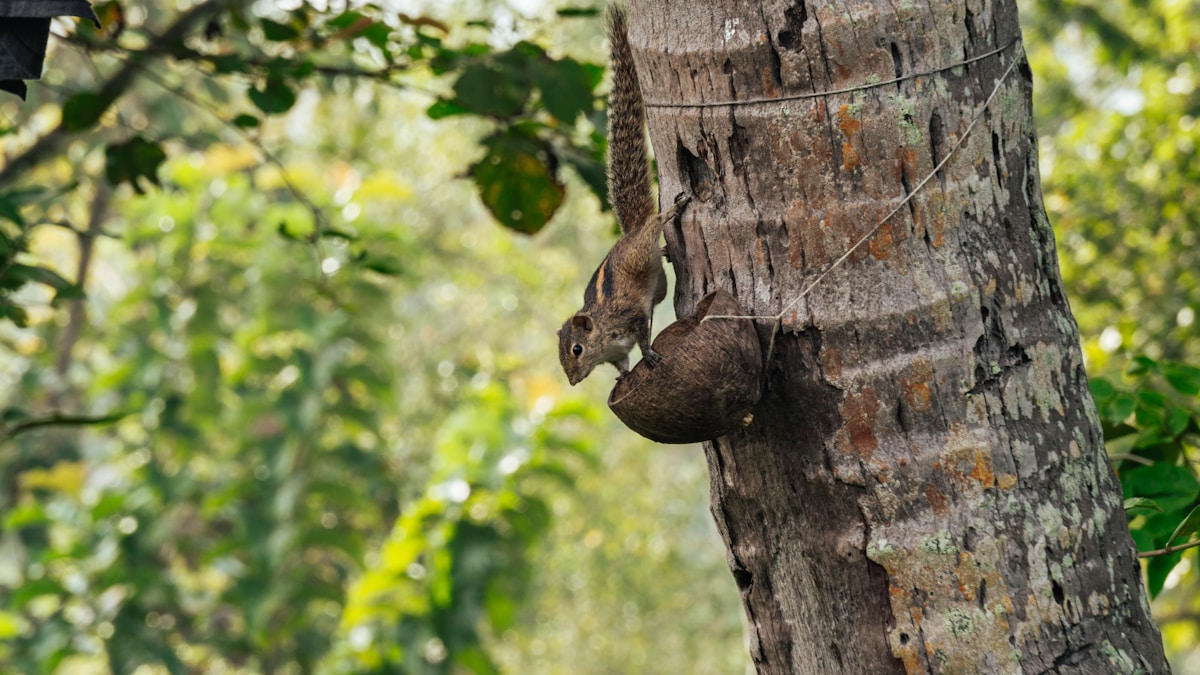 Conservation Efforts Throw a Lifeline to Asia's Spectacular Giant Squirrels