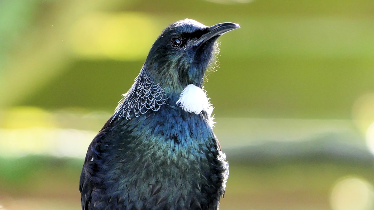 Elusive Bird Species Spotted in the Wild for the First Time in 140 Years