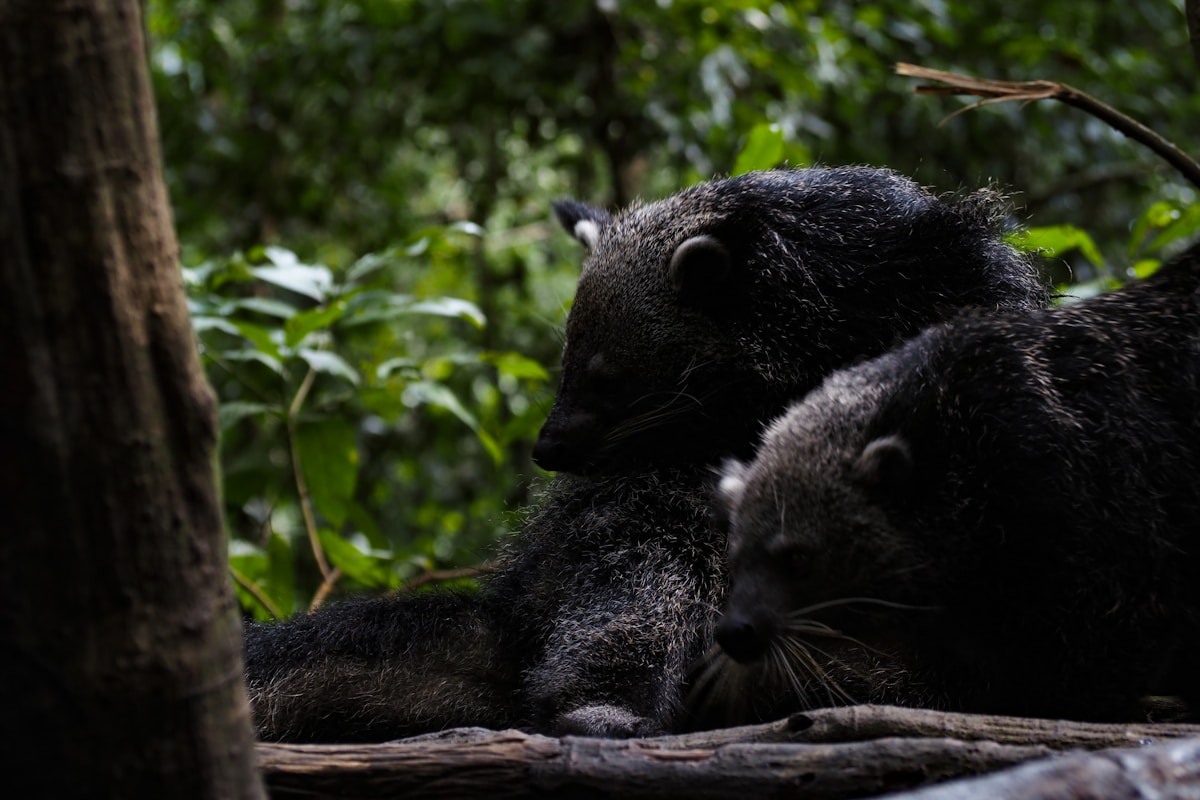 Meet the Binturong, the Remarkable 'Bearcat' Inspiring New Conservation Efforts