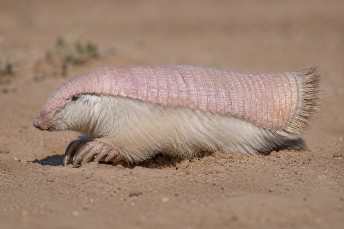 A Bold Rewilding Project Brings Giant Anteaters Back from the Brink in Argentina